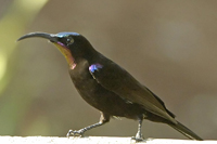 Chalcomitra amethystina